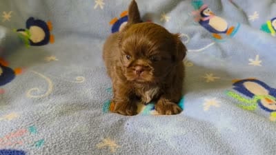 AKC Koda💜🐾🎁, a male Shih Tzu for sale in Charlotte, NC – 10 of 10