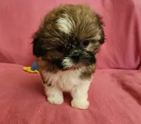 AKC COOPER ⚽️ 🏓 🪁, a male Shih Tzu for sale in Charlotte, NC – 3 of 10