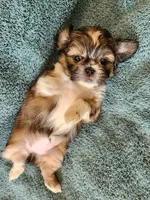 AKC BELLA 🎀🔮🪁, a female Shih Tzu for sale in Charlotte, NC – 4 of 10