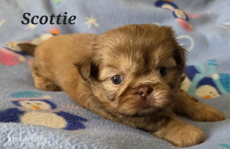 AKC Scottie ⚽️ 🏓 💙 – Shih Tzu puppy for sale in Charlotte, NC