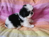 AKC COLE ⚽️🏓, a male Shih Tzu for sale in Charlotte, NC – 4 of 10