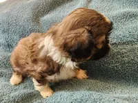 AKC MAX ⚽️🏓, a male Shih Tzu for sale in Charlotte, NC – 5 of 10