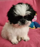 AKC INDY 🍎🍭🎂, a female Shih Tzu for sale in Charlotte, NC – 6 of 10