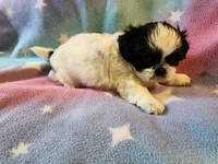 AKC INDY 🍎🍭🎂, a female Shih Tzu for sale in Charlotte, NC – 8 of 10
