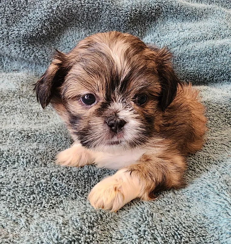 AKC BELLA 🎀🔮🪁 – Shih Tzu puppy for sale in Charlotte, NC