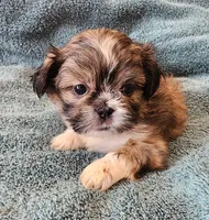 AKC BELLA 🎀🔮🪁, a female Shih Tzu for sale in Charlotte, NC – 1 of 10