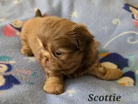 AKC Scottie ⚽️ 🏓 💙, a male Shih Tzu for sale in Charlotte, NC – 8 of 10