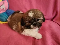AKC COOPER ⚽️ 🏓 🪁, a male Shih Tzu for sale in Charlotte, NC – 9 of 10