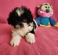 AKC BAILEY 💙💓♥️, a female Shih Tzu for sale in Charlotte, NC – 10 of 10