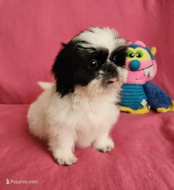 AKC INDY 🍎🍭🎂 – Shih Tzu puppy for sale in Charlotte, NC