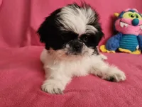 AKC INDY 🍎🍭🎂, a female Shih Tzu for sale in Charlotte, NC – 4 of 10