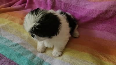 AKC COLE ⚽️🏓, a male Shih Tzu for sale in Charlotte, NC – 10 of 10