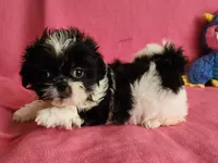 AKC BAILEY 💙💓♥️, a female Shih Tzu for sale in Charlotte, NC – 9 of 10