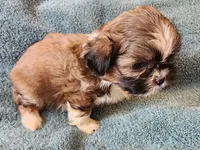 AKC MAX ⚽️🏓, a male Shih Tzu for sale in Charlotte, NC – 4 of 10