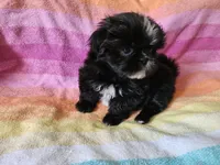 AKC CONNOR 💙📫💎, a male Shih Tzu for sale in Charlotte, NC – 4 of 9
