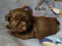 AKC Koda💜🐾🎁, a male Shih Tzu for sale in Charlotte, NC – 3 of 10
