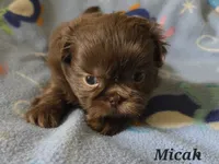 AKC Micah 🎉🏈🪀, a male Shih Tzu for sale in Charlotte, NC – 4 of 10