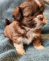 AKC LAILA🪀♥️, a female Shih Tzu for sale in Charlotte, NC – 6 of 10