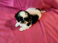 AKC INDY 🍎🍭🎂, a female Shih Tzu for sale in Charlotte, NC – 7 of 10