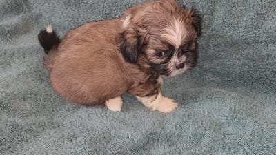 AKC MAX ⚽️🏓, a male Shih Tzu for sale in Charlotte, NC – 10 of 10