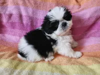 AKC COLE ⚽️🏓, a male Shih Tzu for sale in Charlotte, NC – 3 of 10