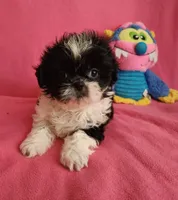AKC BAILEY 💙💓♥️, a female Shih Tzu for sale in Charlotte, NC – 2 of 10