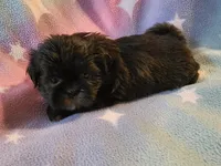 AKC JASMINE 💙💓♥️, a female Shih Tzu for sale in Charlotte, NC – 7 of 10