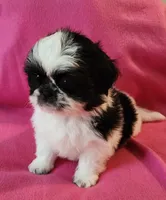 AKC INDY 🍎🍭🎂, a female Shih Tzu for sale in Charlotte, NC – 3 of 10