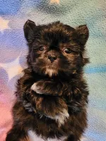 AKC JASMINE 💙💓♥️, a female Shih Tzu for sale in Charlotte, NC – 4 of 10