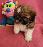 AKC COOPER ⚽️ 🏓 🪁, a male Shih Tzu for sale in Charlotte, NC – 5 of 10
