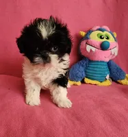 AKC BAILEY 💙💓♥️, a female Shih Tzu for sale in Charlotte, NC – 7 of 10