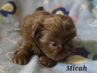 AKC Micah 🎉🏈🪀, a male Shih Tzu for sale in Charlotte, NC – 5 of 10