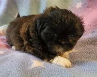 AKC DAISY 🍿🍇🍓, a female Shih Tzu for sale in Charlotte, NC – 6 of 10