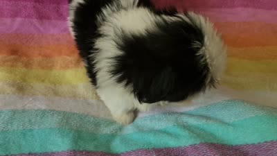AKC COLE ⚽️🏓, a male Shih Tzu for sale in Charlotte, NC – 8 of 10