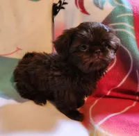🎈AKC SOLID CHOCOLATE LILLY 🍫 😍 , a female Shih Tzu for sale in Charlotte, NC – 7 of 10
