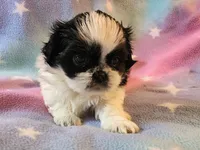 AKC INDY 🍎🍭🎂, a female Shih Tzu for sale in Charlotte, NC – 7 of 10