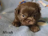 AKC Micah 🎉🏈🪀, a male Shih Tzu for sale in Charlotte, NC – 2 of 10