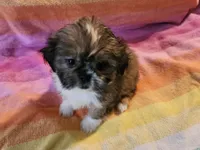 AKC BELLA 🎀🔮🪁, a female Shih Tzu for sale in Charlotte, NC – 3 of 10