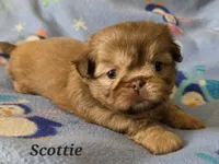 AKC Scottie ⚽️ 🏓 💙, a male Shih Tzu for sale in Charlotte, NC – 2 of 10
