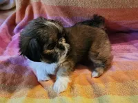 AKC BELLA 🎀🔮🪁, a female Shih Tzu for sale in Charlotte, NC – 8 of 10