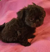 AKC LILLY 💙💓♥️, a female Shih Tzu for sale in Charlotte, NC – 3 of 10