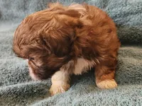 AKC LAILA🪀♥️, a female Shih Tzu for sale in Charlotte, NC – 5 of 10