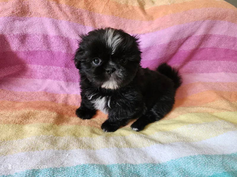 AKC CONNOR 💙📫💎 – Shih Tzu puppy for sale in Charlotte, NC