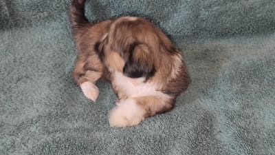 AKC BELLA 🎀🔮🪁, a female Shih Tzu for sale in Charlotte, NC – 10 of 10