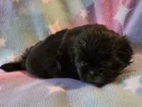 AKC JASMINE 💙💓♥️, a female Shih Tzu for sale in Charlotte, NC – 8 of 10