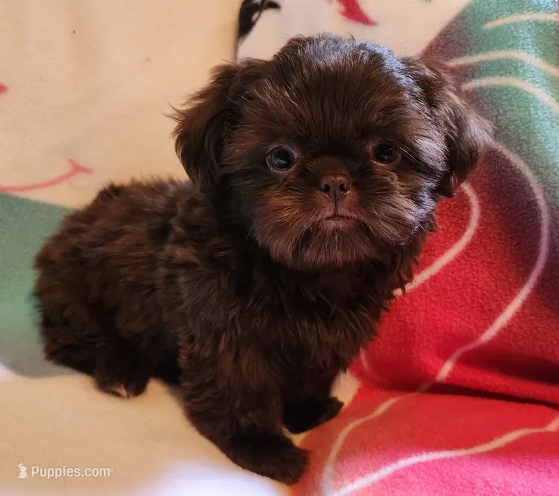 🎈AKC SOLID CHOCOLATE LILLY 🍫 😍  – Shih Tzu puppy for sale in Charlotte, NC