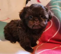 🎈AKC SOLID CHOCOLATE LILLY 🍫 😍 , a female Shih Tzu for sale in Charlotte, NC – 1 of 10