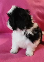 AKC INDY 🍎🍭🎂, a female Shih Tzu for sale in Charlotte, NC – 8 of 10