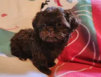 🎈AKC SOLID CHOCOLATE LILLY 🍫 😍 , a female Shih Tzu for sale in Charlotte, NC – 6 of 10