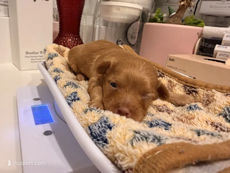 Dre – Yorkipoo puppy for sale in Little Elm, TX